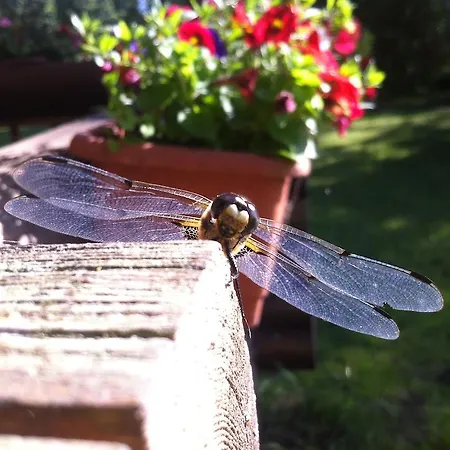 Neti House Tatil Evi *